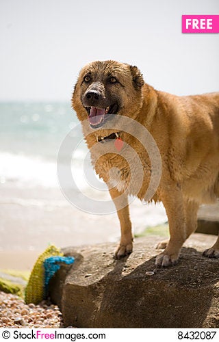 A-dog-on-the-seaside-thumb8432087.jpg