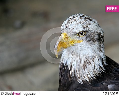 American Eagle Bird