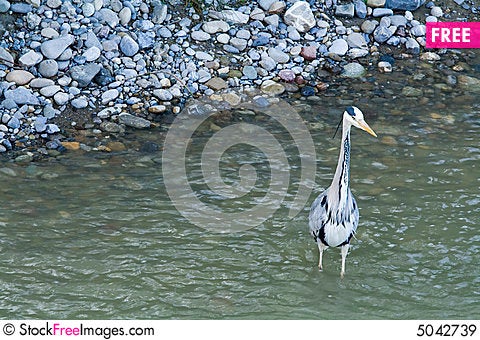 great gray heron