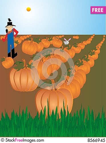 Pumpkin Patch Illustration